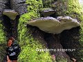 Ganoderma adspersum-amf817-1